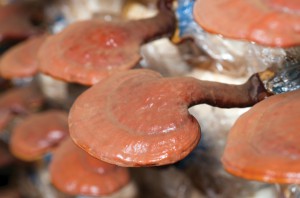 ganoderma-2-month