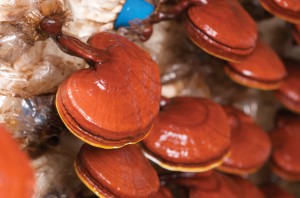 ganoderma-3-month